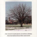 Alberi antichi a Vailate